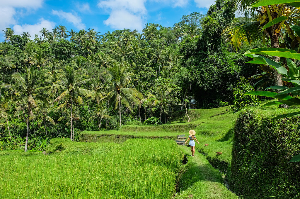 Rice Fields Ubud 