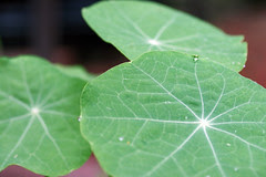 nasturtium leaves