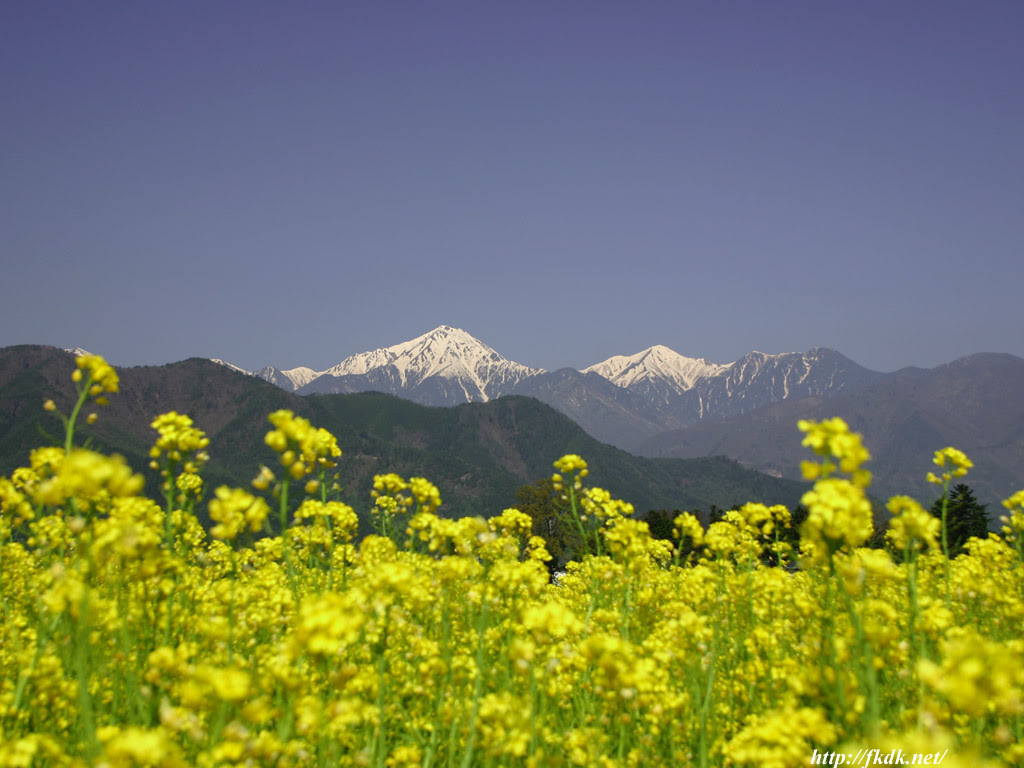北アルプスと菜の花 風景写真無料壁紙