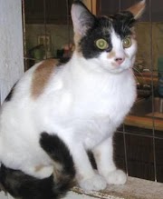 43+ Top Info Ember Calico Cat
