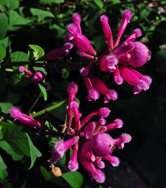 Salvia involucrata (4)
