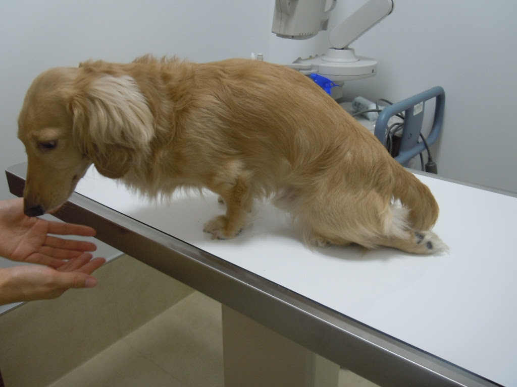 立てない 後ろ足がふらつく 犬 ダックス 椎間板ヘルニア 習志野市 津田沼 アプリコット動物病院 症例集