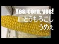 小さい とうもろこし 947399