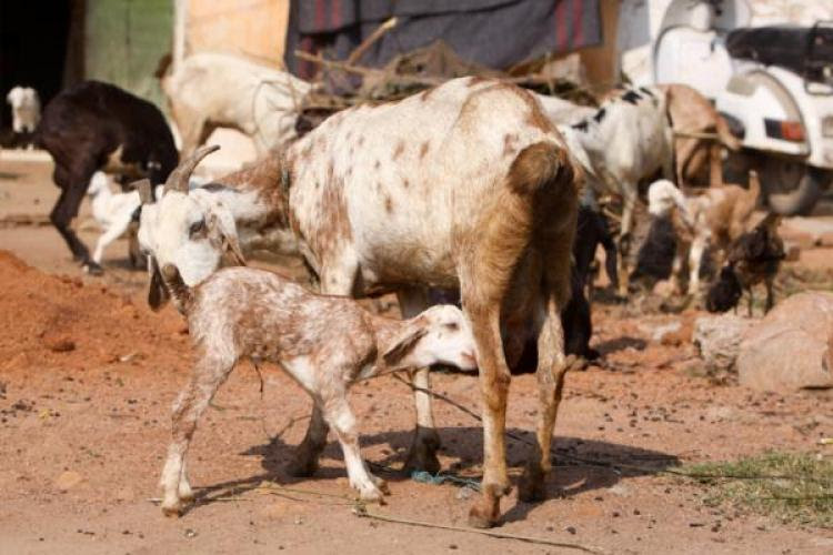 In Pakistan Eid Ul Adha 2018 - Eid ul Azha 2020 Holidays ...