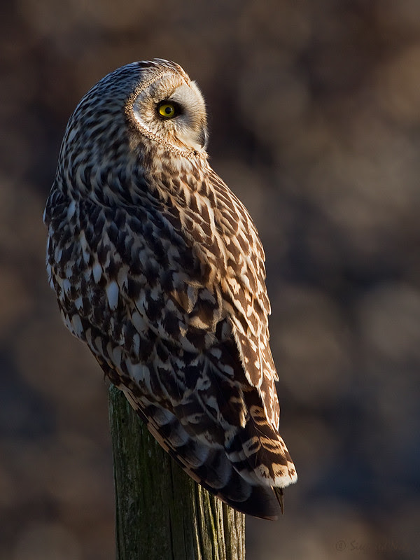 500px favs, rg443