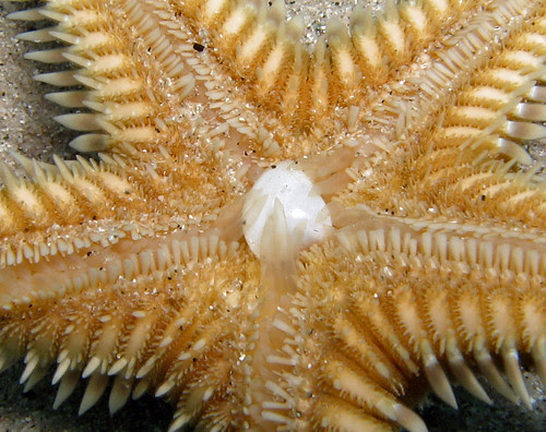 Prédation Astropecten aurantiacus
