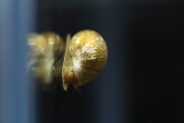 飼った覚えのない貝が出現 その原因と対処策 熱帯魚 アクアリウム情報マガジン