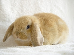 ラブラビ赤ちゃんうさぎ情報です