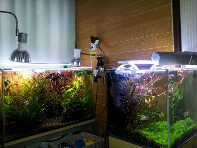 水流の作り方 熱帯魚やエビの酸欠と油膜を防ぐ方法