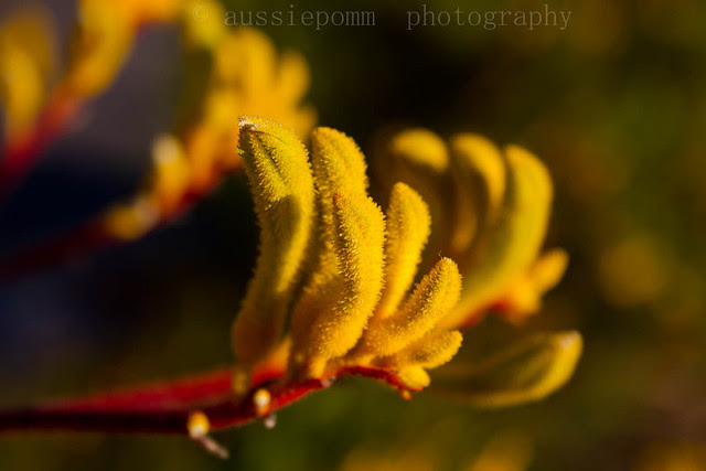 Kangaroo Paw
