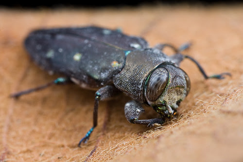 Jewel beetle Buprestidae...IMG_0062 copy