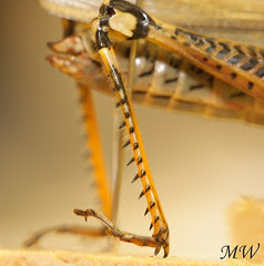 Grasshopper Legs