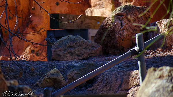 Disneyland Resort, Disneyland, Big Thunder Mountain Railroad, Refurbishment, Refurb
