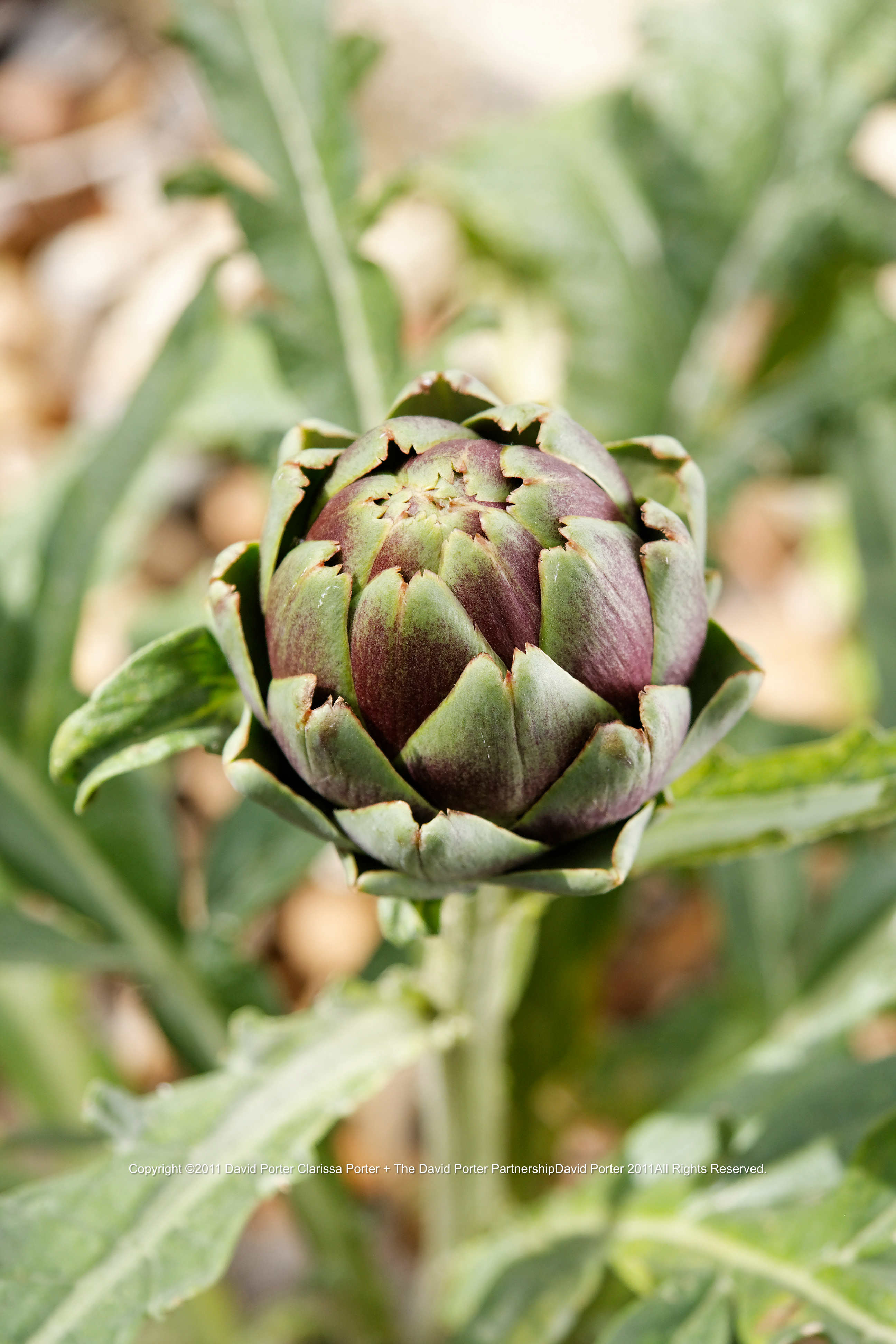 artichoke | Deptford Pudding