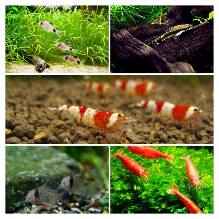 4月3日 熱帯魚のお掃除やさん 水槽 アンブル Ambre