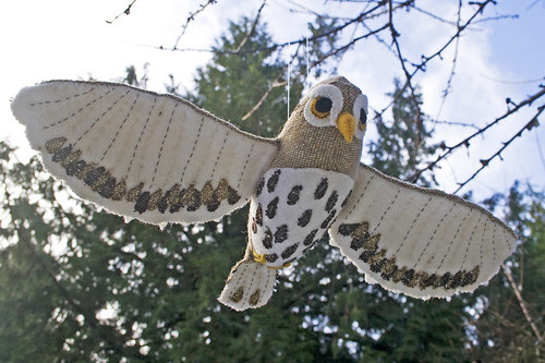 Northern Pygmy Owl