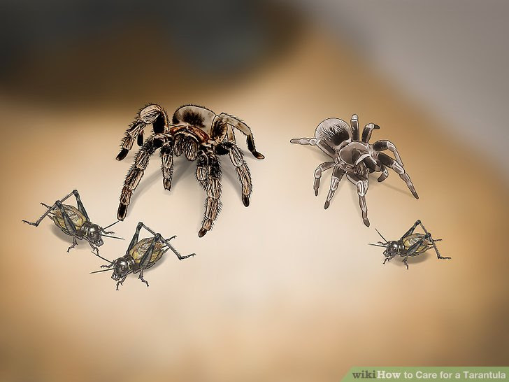 Care for a Tarantula Step 11.jpg