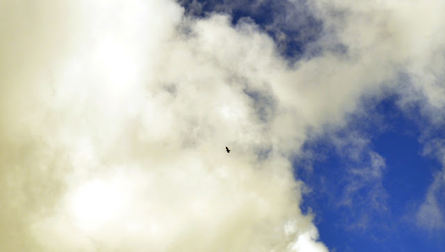 aquila