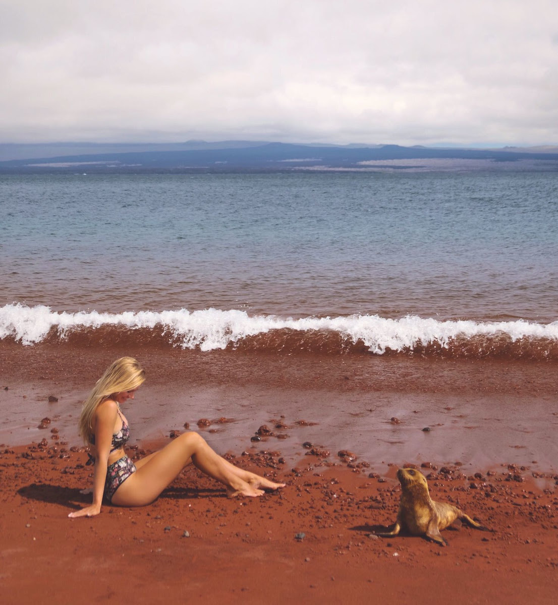 Seal spotting 