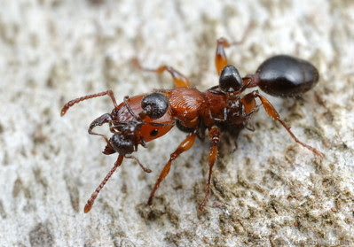 http://www.alexanderwild.com/Ants/Taxonomic-List-of-Ant-Genera/Podomyrma/gratiosa7a/642063036_SCBe4-S.jpg
