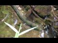 ¡Oye! 26+  Listas de Mussum Peixe! O muçum é uma moreia da família ophichthidae.