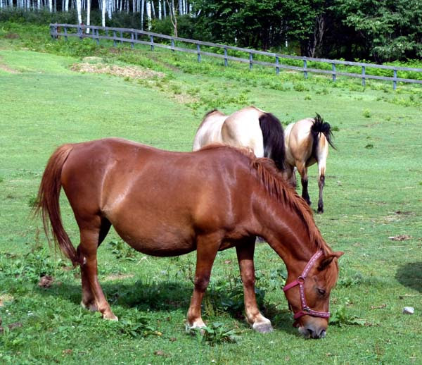 木曽馬の里 ずんぐりむっくりの馬かわいい ガンタロー旅日記