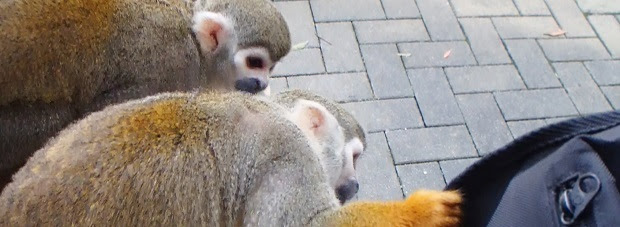 とくしま動物園 リスざる カメラが気になる 徳島県 徳島市 週末おでかけmap