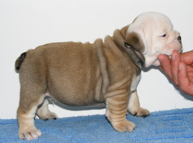 minature english bulldogs