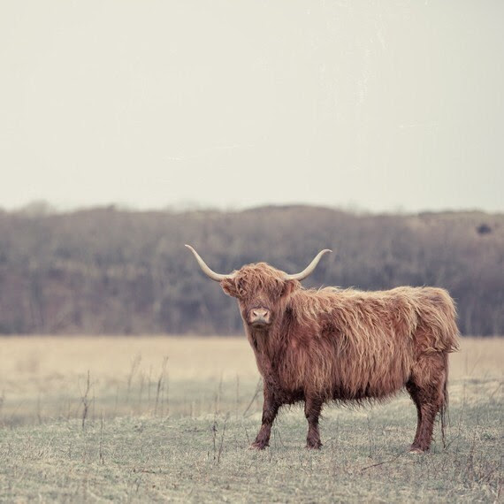 Scottish Highlander 5x5 Photo Print