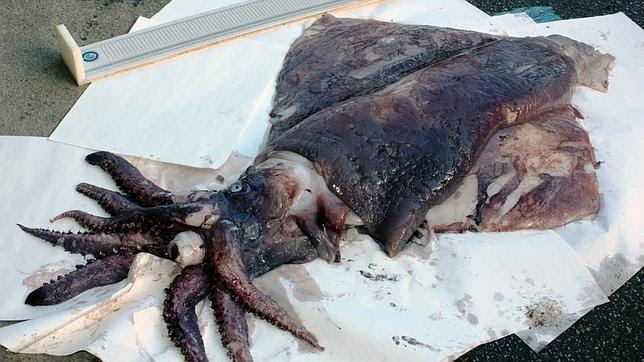 Capturan en Asturias un calamar gigante de una especie poco frecuente