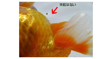 らんちゅうの雄雌判別方法について