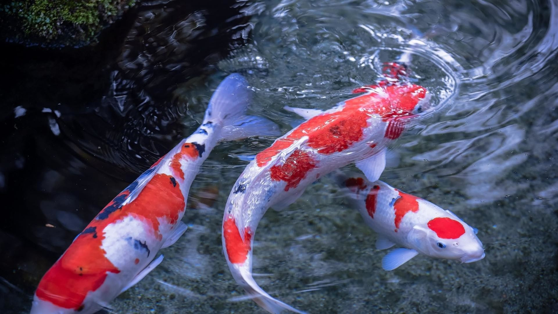 Koi Fish Live Wallpaper 56 Images