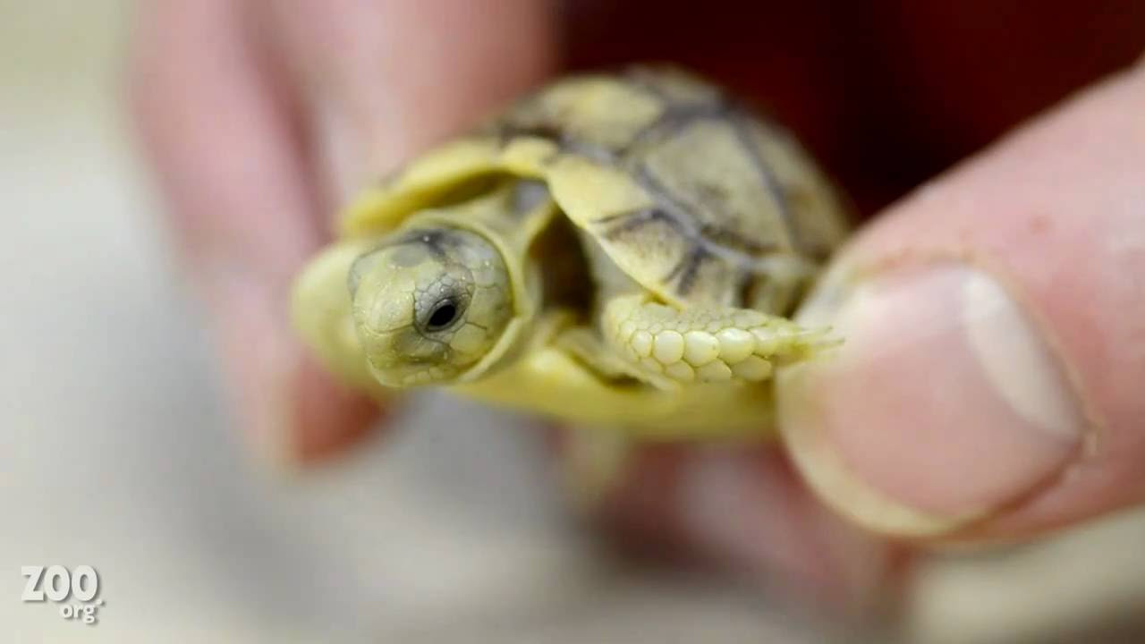 Tiny Baby Egyptian Tortoise Up Close - YouTube