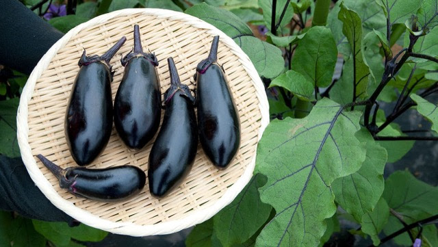 なすの簡単家庭菜園 プランター栽培で夏と秋に収穫する育て方 カゴメ株式会社