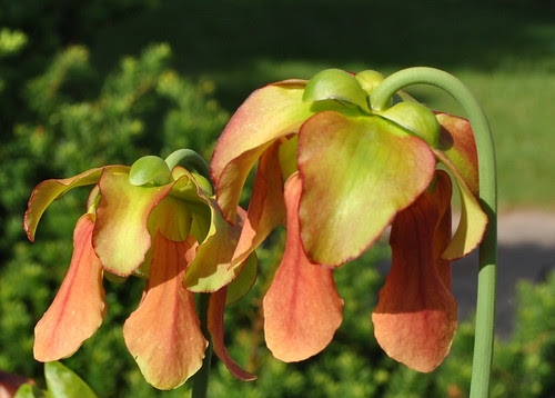 Sarracenia 'Snowflake'
