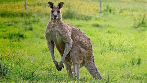 gambar hewan zona australis  koleksi gambar hewan australis
