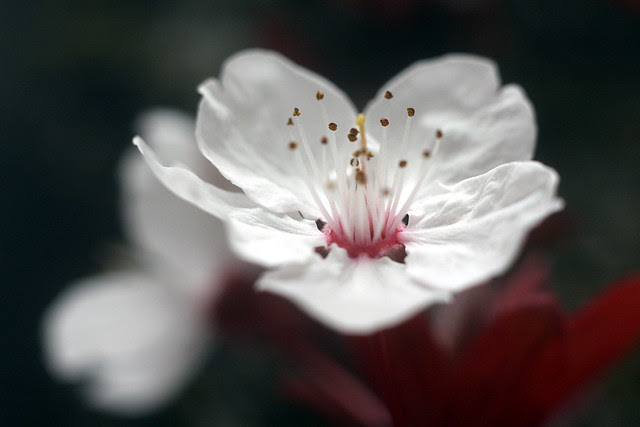 cherry blossoms, terry schrunk plaza
