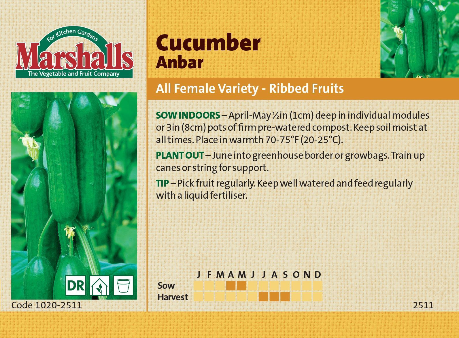 Image result for cucumber Anbar