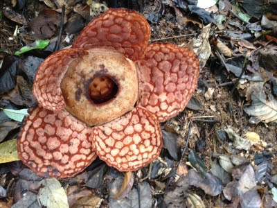 幻の花 ラフレシアをみてきました 南国日記