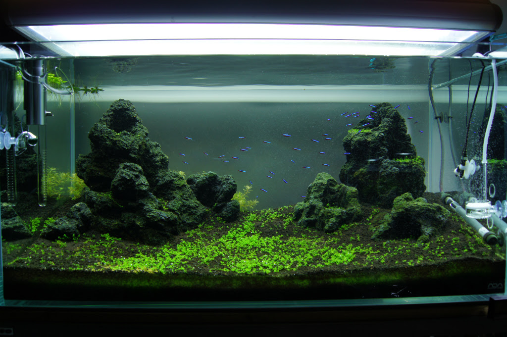 水草水槽で絨毯 草原を作りたい ９０cm水槽