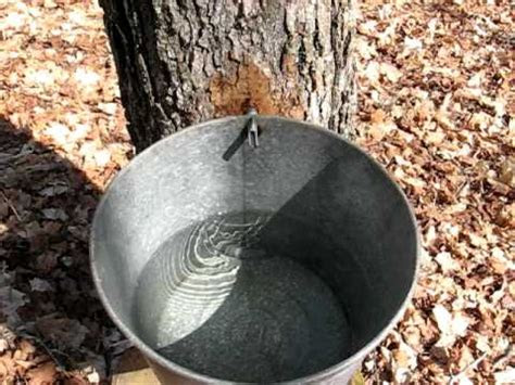 How do we do it! Sugar Maple tree sap- drop in bucket. - YouTube