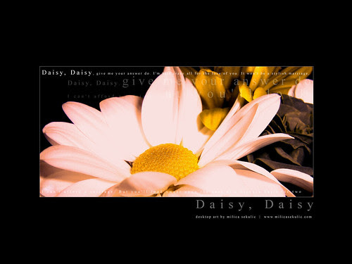 daisy wallpaper. Daisy Daisy wallpaper