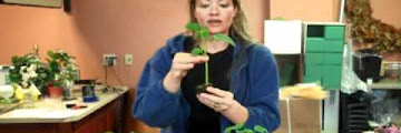Sioux Tomato Variety Download Sound Mp3 and Mp4