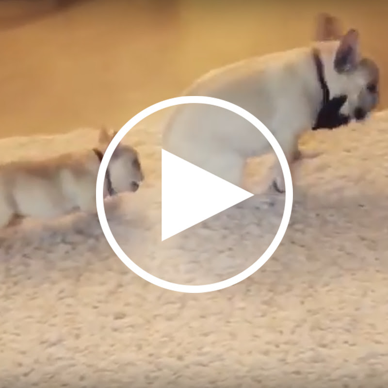 爆笑動画 いたずらをやめないフレンチブルドッグの子犬がかわいいｗｗｗ 最後には 犬の総合情報サイト ペットスマイルニュースforワンちゃん