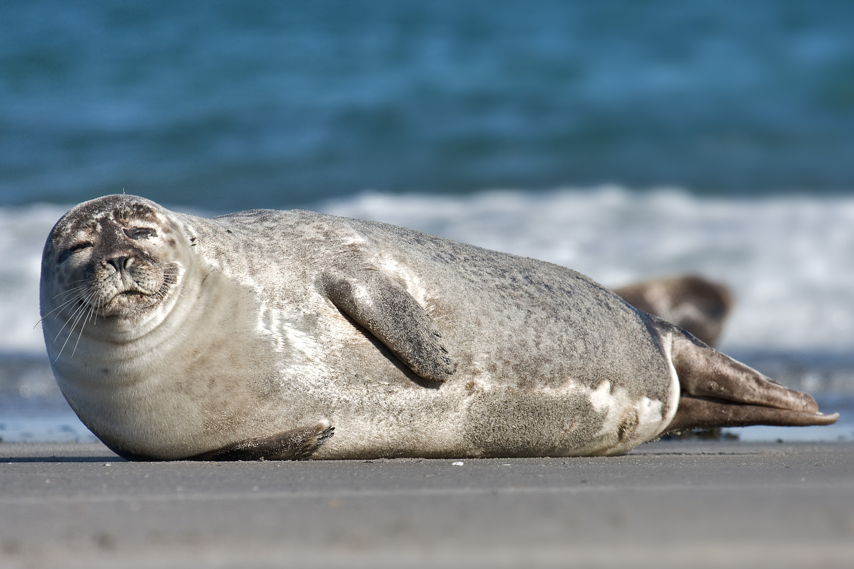 Black Seal pictures, Baby Seal pictures, Photos of Seal , Hq photos, Seal s pictures