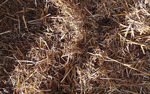 Chicken Coop Sand Bed and More (1)