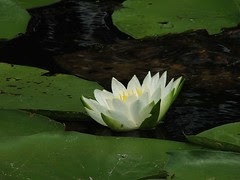lilypad2