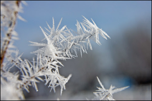 Frosty Morning