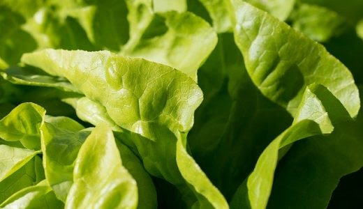 レタスの花はどんなの 花言葉は何 牛乳 って本当 お役立ち 季節の耳より情報局