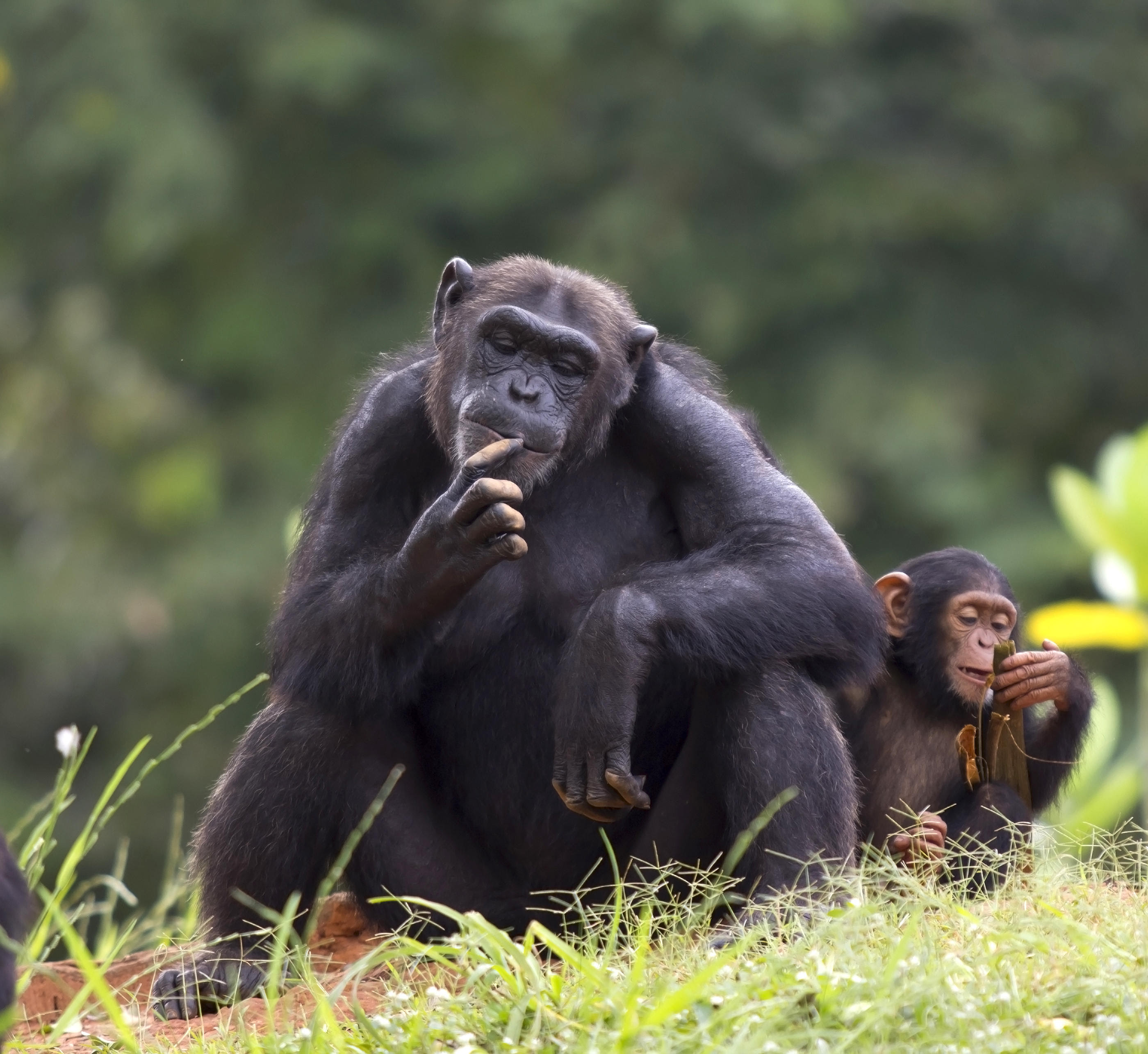 Chimpanzee